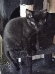Lost Female Cat last seen Near Neaves Rd Pitt Meadows BC, Pitt Meadows, BC V3Y 0A8