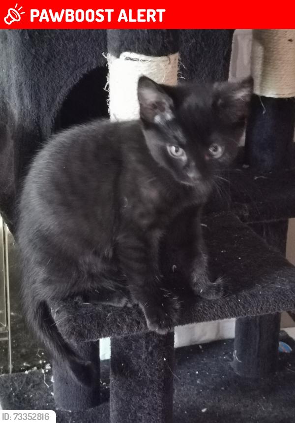 Lost Female Cat last seen Near Neaves Rd Pitt Meadows BC, Pitt Meadows, BC V3Y 0A8