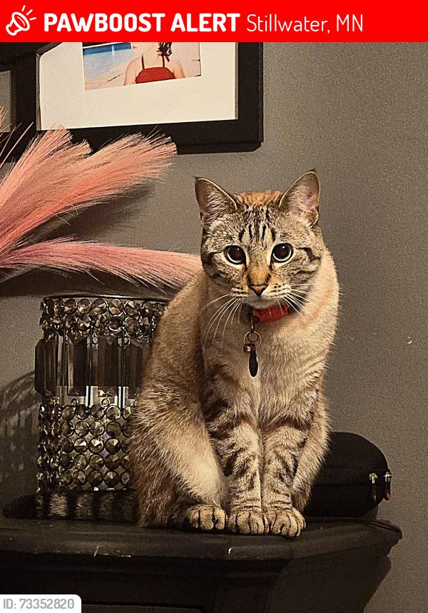 Lost Female Cat last seen Stillwater Blvd, Stillwater, MN 55082