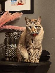 Lost Female Cat last seen Stillwater Blvd, Stillwater, MN 55082