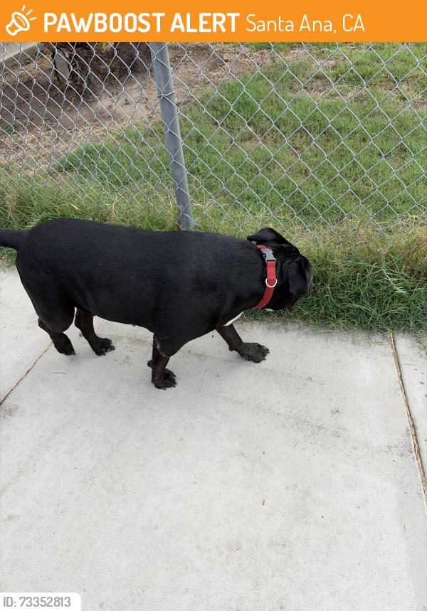Found/Stray Unknown Dog last seen Near Cuban st Santa Ana, CA, Santa Ana, CA 92703