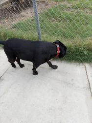 Found/Stray Unknown Dog last seen Near Cuban st Santa Ana, CA, Santa Ana, CA 92703