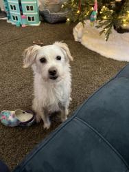 Reunited Male Dog last seen Vance st and Riviera, North Richland Hills, TX 76180
