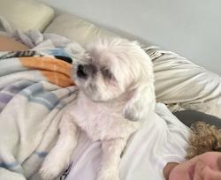 Lost Female Dog last seen apmts, Oakland Park, FL 33309