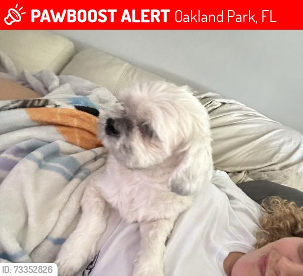 Lost Female Dog last seen apmts, Oakland Park, FL 33309