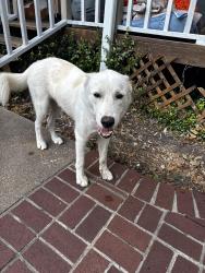 Found/Stray Male Dog last seen Ripple Run off of E William Cannon, Austin, TX 78744