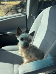 Lost Male Dog last seen Vance Rd and Riviera, North Richland Hills, TX 76180