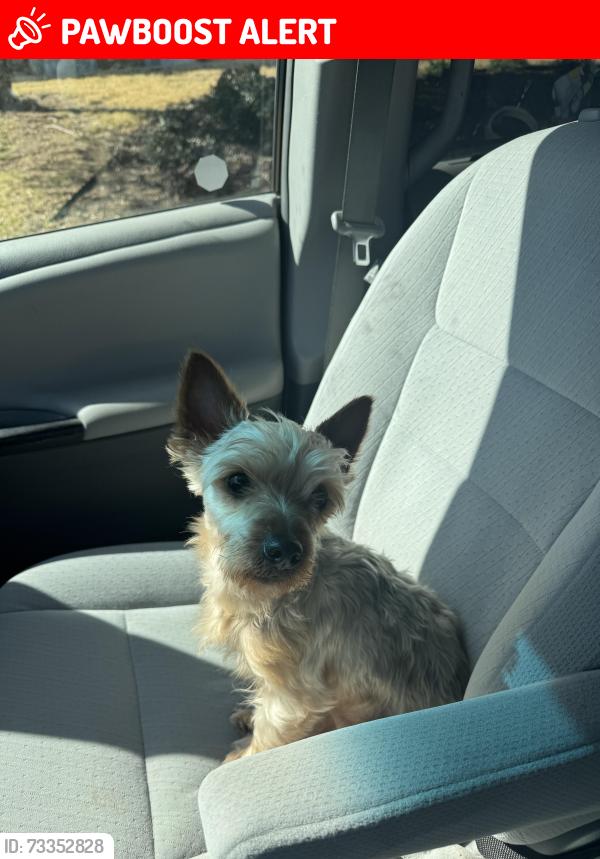 Lost Male Dog last seen Vance Rd and Riviera, North Richland Hills, TX 76180