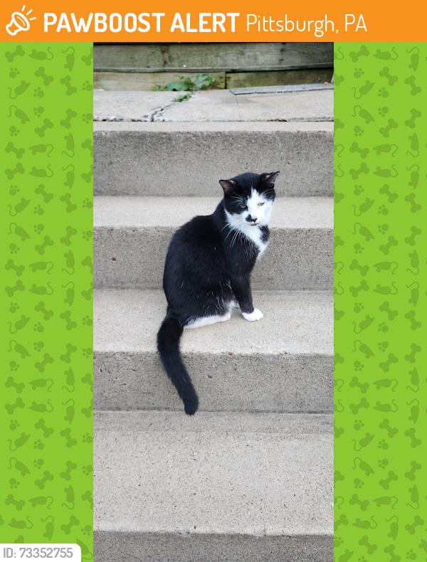 Found/Stray Female Cat last seen Birmingham and amndaa, Pittsburgh, PA 15210