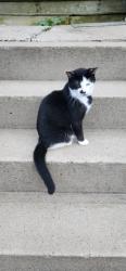 Found/Stray Female Cat last seen Birmingham and amndaa, Pittsburgh, PA 15210