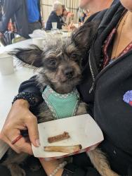 Reunited Female Dog last seen Near Laguna St San Francisco, CA 94115 United States, San Francisco, CA 94115