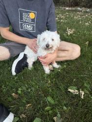 Found/Stray Male Dog last seen Peak view elementary, Centennial, CO 80015