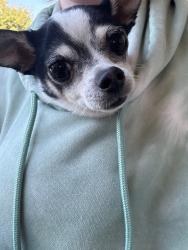 Lost Male Dog last seen Darjeeling, Pflugerville, TX 78660