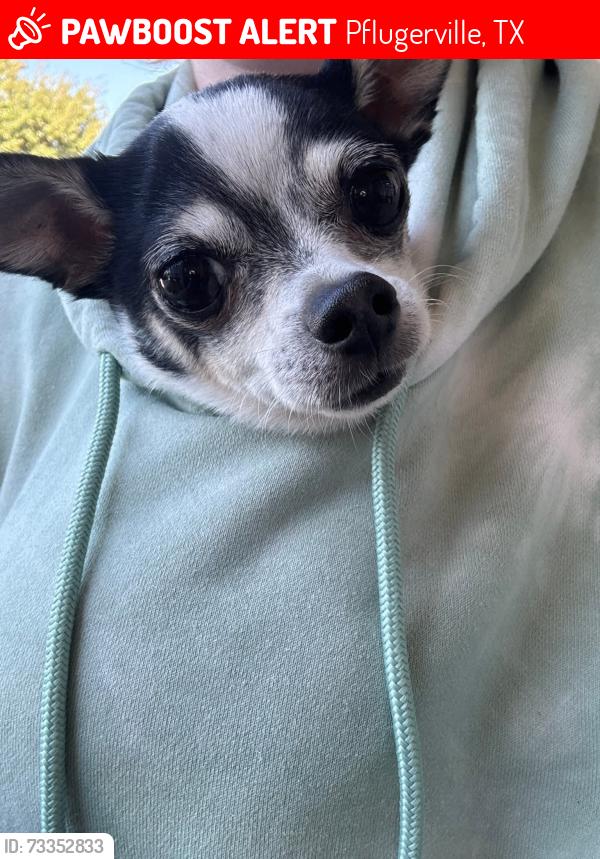 Lost Male Dog last seen Darjeeling, Pflugerville, TX 78660