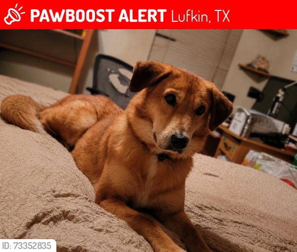 Lost Male Dog last seen Broussard ave,Oleta and Glade ave, Lufkin, TX 75901
