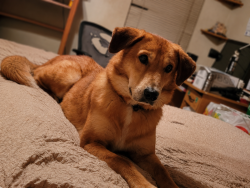 Lost Male Dog last seen Broussard ave,Oleta and Glade ave, Lufkin, TX 75901