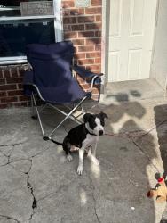 Lost Female Dog last seen Laconia Avenue and Allerton, The Bronx, NY 10469