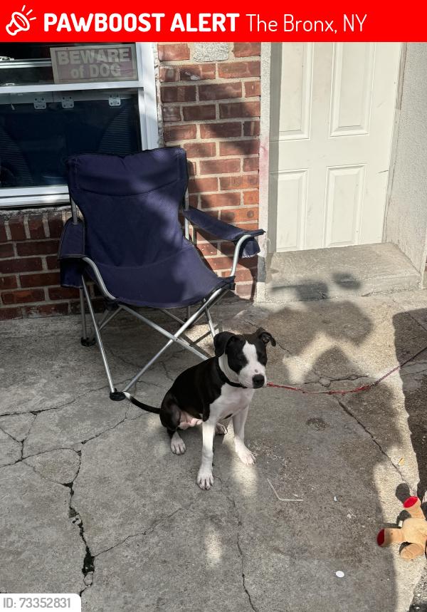 Lost Female Dog last seen Laconia Avenue and Allerton, The Bronx, NY 10469