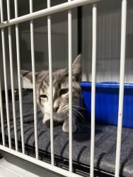 Reunited Unknown Cat last seen Davis st, Skokie, IL 60077