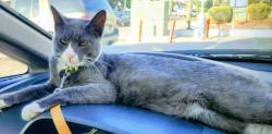 Lost Male Cat last seen Los Alisos Blvd & Vallejo, Mission Viejo, CA 92691