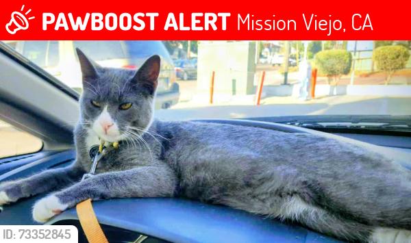 Lost Male Cat last seen Los Alisos Blvd & Vallejo, Mission Viejo, CA 92691