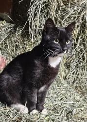 Reunited Female Cat last seen Columbia & Cloverdale Rds., Boise, ID 83709