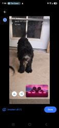Lost Female Dog last seen Vons, Quartz Hill, CA 93536