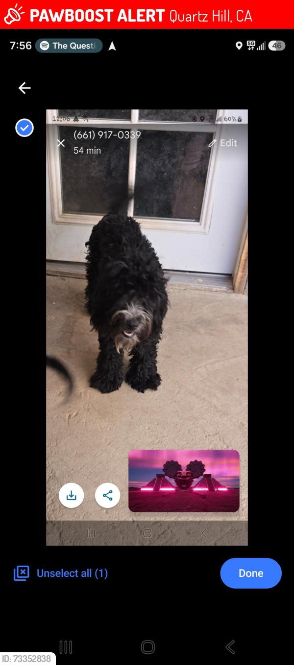 Lost Female Dog last seen Vons, Quartz Hill, CA 93536