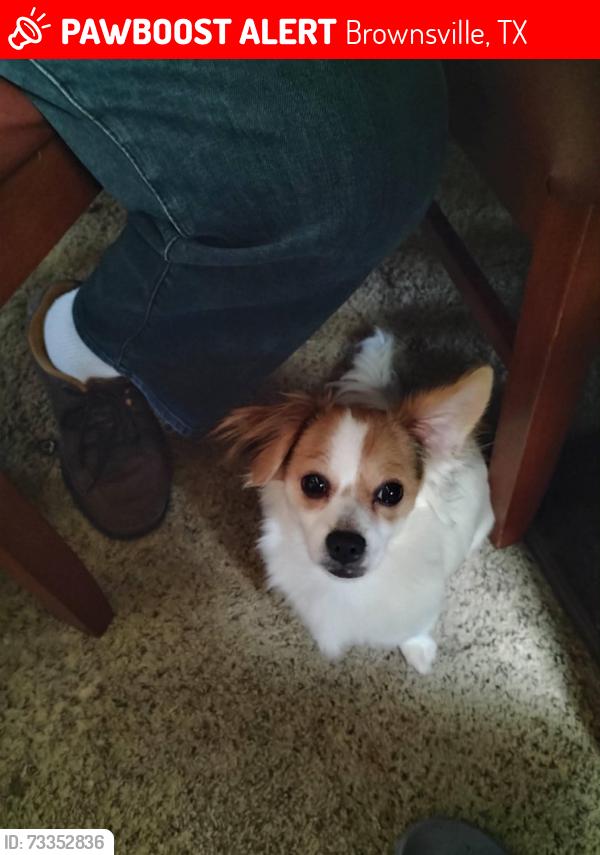 Lost Male Dog last seen South Indiana Ave, Brownsville Tx., Utah Road, Brownsville Tx., Brownsville, TX 78521