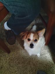 Lost Male Dog last seen South Indiana Ave, Brownsville Tx., Utah Road, Brownsville Tx., Brownsville, TX 78521