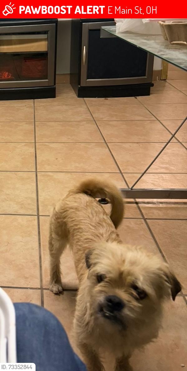 Lost Male Dog last seen E main St, E Main St, OH 43227
