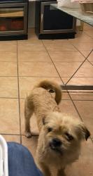 Lost Male Dog last seen E main St, E Main St, OH 43227