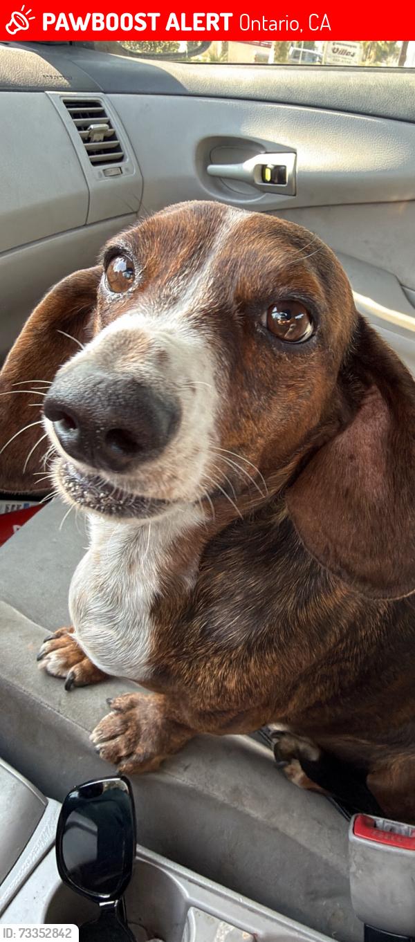 Lost Male Dog last seen Philadelphia st and fern, Ontario, CA 91762