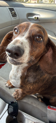 Lost Male Dog last seen Philadelphia st and fern, Ontario, CA 91762