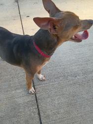 Found/Stray Male Dog last seen Behind petsmart at dumpsters, New Caney, TX 77357