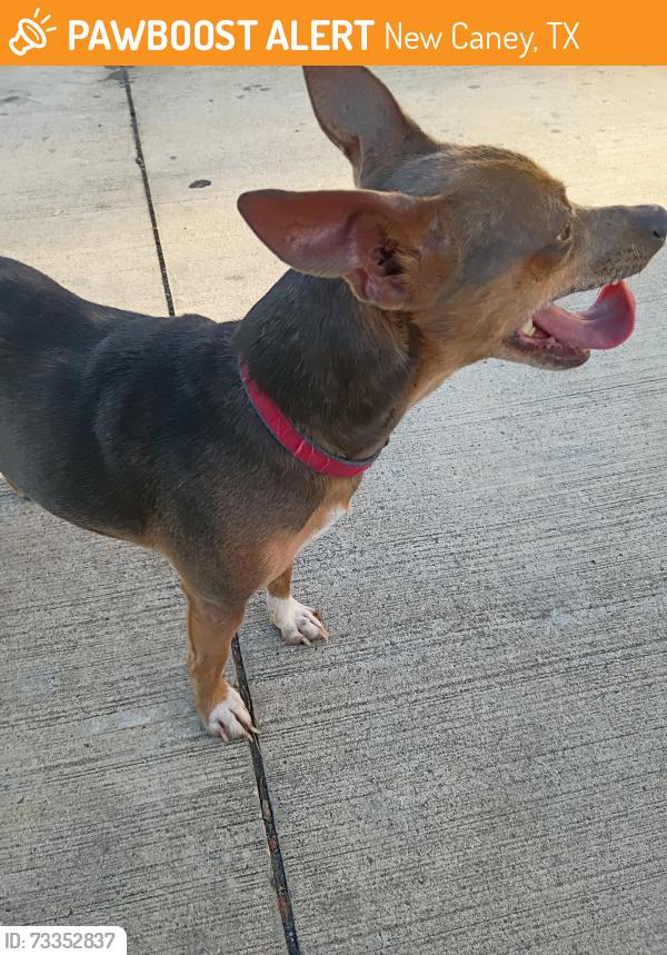 Found/Stray Male Dog last seen Behind petsmart at dumpsters, New Caney, TX 77357