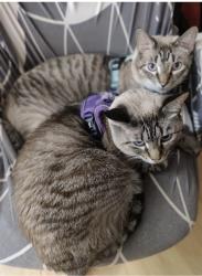 Lost Female Cat last seen Eaton, Chico, CA 95973