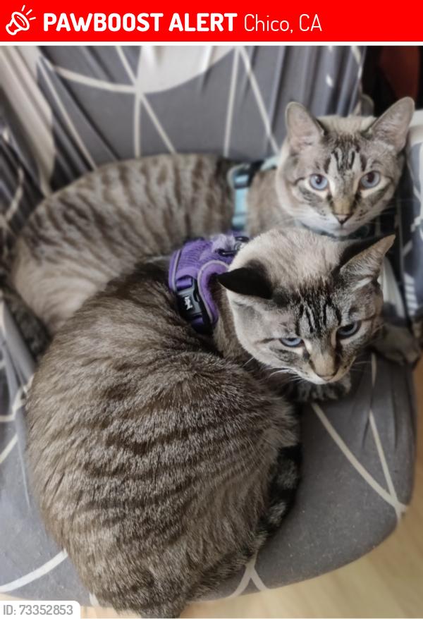 Lost Female Cat last seen Eaton, Chico, CA 95973
