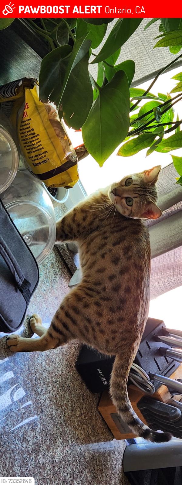 Lost Female Cat last seen Mission Blvd, Mountain Ave, Ontario, CA 91762