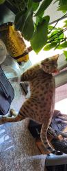 Lost Female Cat last seen Mission Blvd, Mountain Ave, Ontario, CA 91762