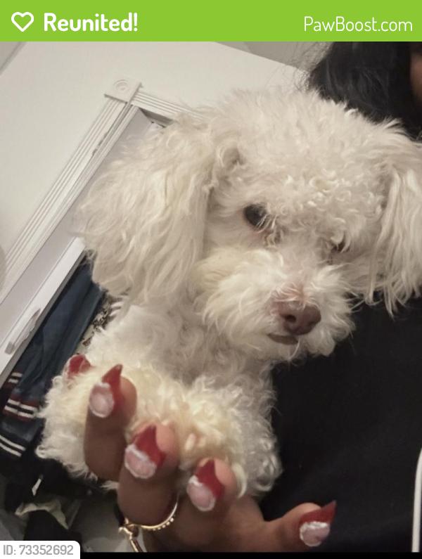 Reunited Female Dog last seen Dinwiddie, Portsmouth, VA 23704