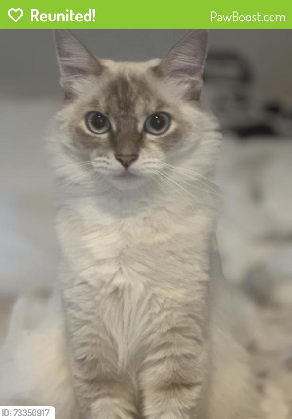 Reunited Female Cat last seen Hilldale and Forest, Berkeley, CA 94709