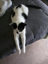 Lost Male Cat last seen Close to Latson and 59, across front the Rec Center, Oceola Township, MI 48843