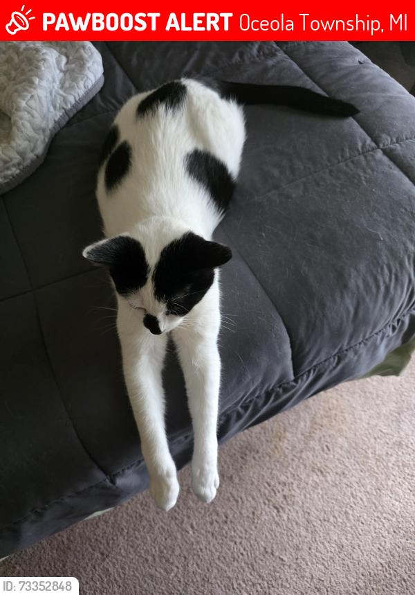 Lost Male Cat last seen Close to Latson and 59, across front the Rec Center, Oceola Township, MI 48843