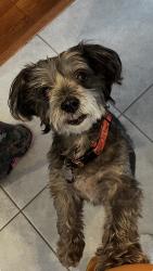 Reunited Female Dog last seen Stone bridge neighbor hood 4th and 58th, Vero Beach, FL 32968