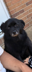 Lost Male Dog last seen Mebane st, Burlington, NC 27217