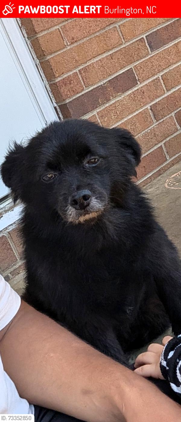 Lost Male Dog last seen Mebane st, Burlington, NC 27217