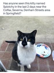 Reunited Unknown Cat last seen Colfax Rd, Springfield, NJ 07081, USA, Springfield, NJ 07081