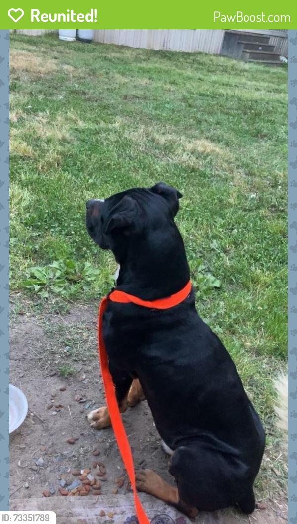 Reunited Male Dog last seen Near Robbins st, High Point, NC 27263