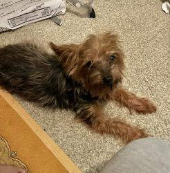 Reunited Female Dog last seen Parc 85 apmts, Duluth, GA 30096